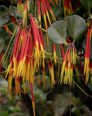 Red and yellows