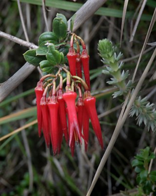 Firecracker red