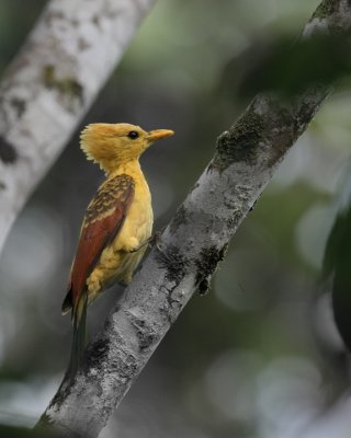 Cream-colored Woodpecker