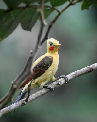 Cream-colored Woodpecker,  male