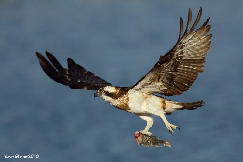 Osprey Pandion haliaetus  1368