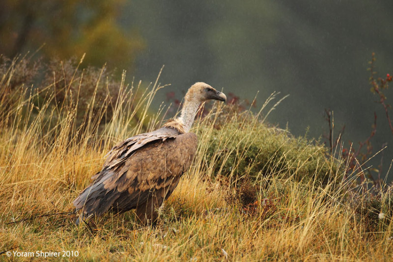 VULTURE 2004