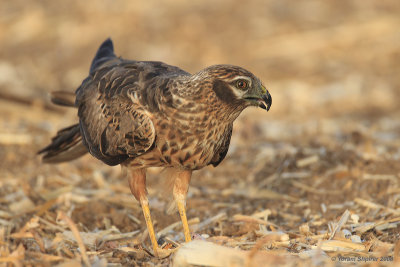 Montangu's Harrier2011