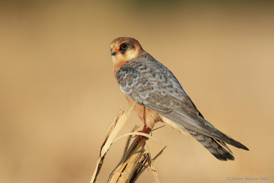 Red-footed Falcon (Female)