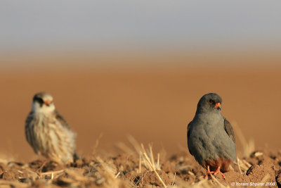 Red-footed Falcon (Male+ Juvenile)