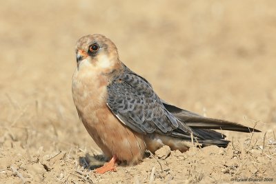 Red-footed Falcon (Female)