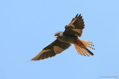 Red-footed Falcon (Male)