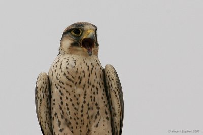 barbary_falcon_