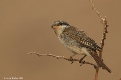 shrikes