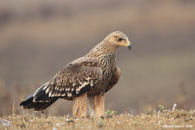 Imperial Eagle Aquila heliaca 3178