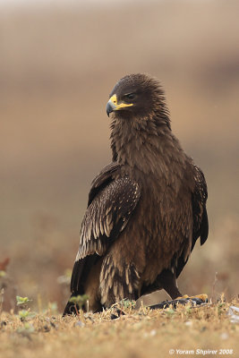 Greater Spotted Eagle Aquila clanga 3198