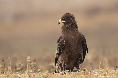 Greater Spotted Eagle Aquila clanga 3199