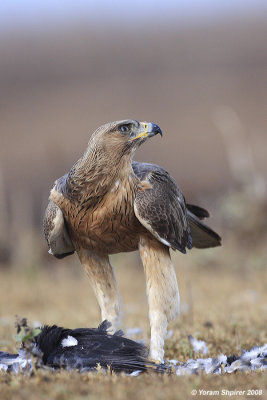 Bonelli's Eagle Hieraaetus fasciatus 3219