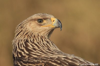 Imperial Eagle Aquila heliaca 3273