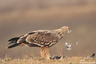 Imperial Eagle Aquila heliaca 3192