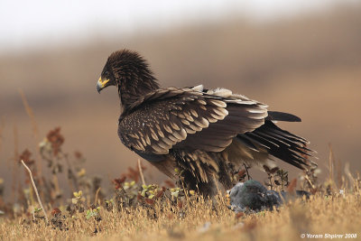 Greater Spotted Eagle Aquila clanga 3201