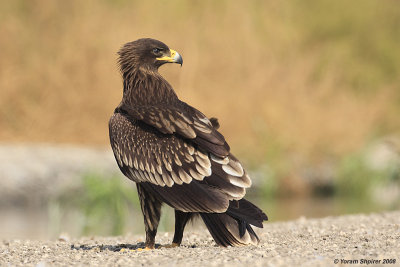Greater Spotted Eagle Aquila clanga 3360