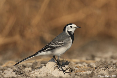 Motacilla alba ðçìéàìé ìáï