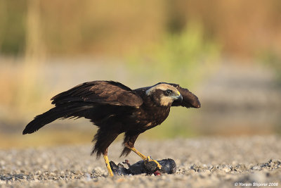 Marsh Harrier 3341