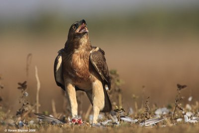 Bonelli's Eagle Hieraaetus fasciatus 3153