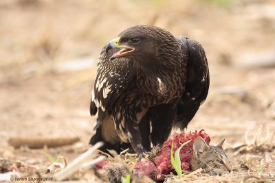 Greater Spotted Eagle Aquila clanga 3982