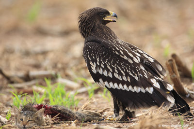 Greater Spotted Eagle Aquila clanga 3977