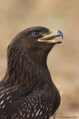 Greater Spotted Eagle Aquila clanga 4059