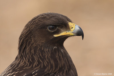 Greater Spotted Eagle Aquila clanga 4115