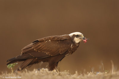 Marsh Harrier 3765