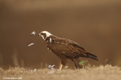 Marsh Harrier 3785