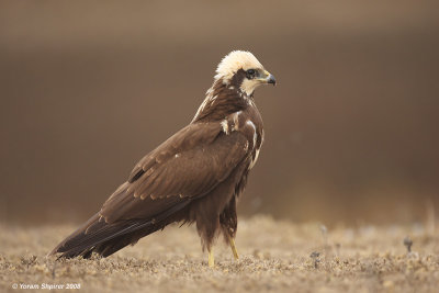 Marsh Harrier 3822