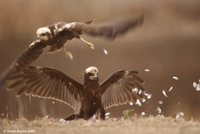 Marsh Harrier 3810