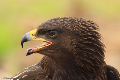 Greater Spotted Eagle Aquila clanga 3980