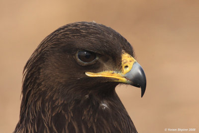 Greater Spotted Eagle Aquila clanga 4107