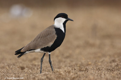 Spur-winged Lapwing 3894