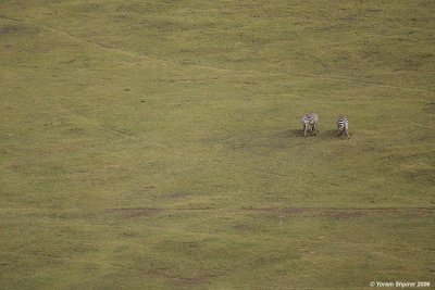 kenya_wild_life