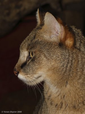 Jungle Cat  / Felis chaus furax 6053