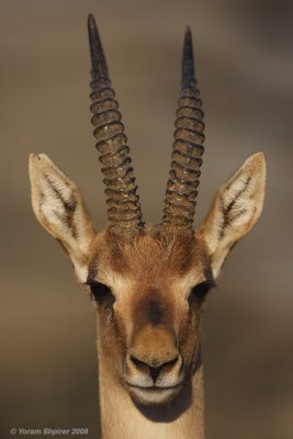 Gazella gazella 6210