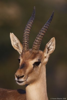 Gazella gazella 6234