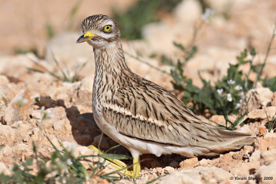 Stone-Curlew 3