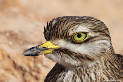 Stone-Curlew 5