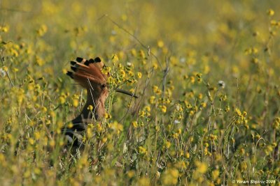 (Eurasian) Hoopoe ãåëéôú