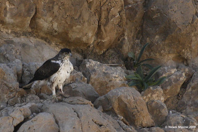 Bonelli's Eagle Hieraaetus fasciatus 7565