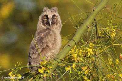 Long-eared_Owl  992