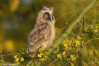 Long-eared_Owl 29