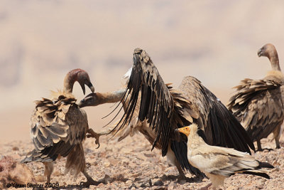 Griffon Vultures 0466
