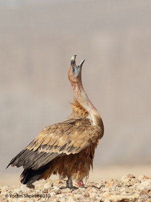 Griffon Vulture 4373