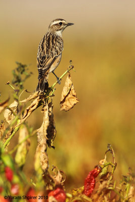 Whinchat     