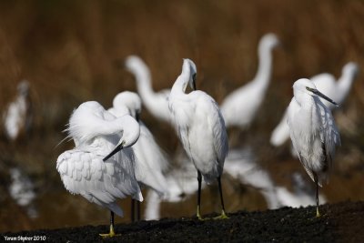 ciconiiformes