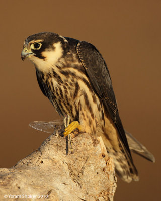 eurasian hobby falco subbuteo áæ òöéí